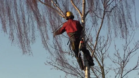 Logger climbing and cutting branches of a tall silver birch tree to fell it 스톡 동영상 84270602