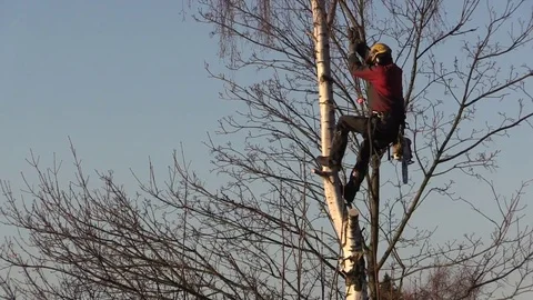 Logger climbing and cutting branches of a tall silver birch tree to fell it Video stock 84270730
