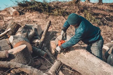 The logger cut the tree of ash from chainsaw to the wood, and prepares for th Fotos de archivo