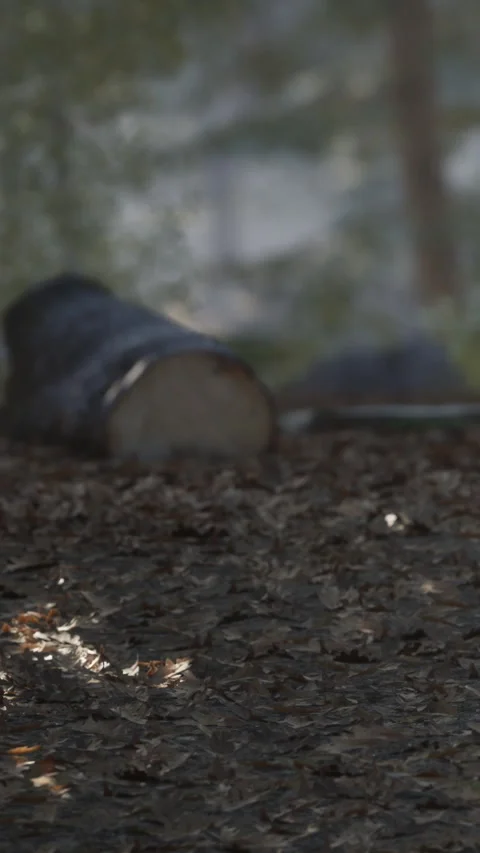 Logger cuts tree with chainsaw in forest during daytime near sunlight Stock Footage 342107956