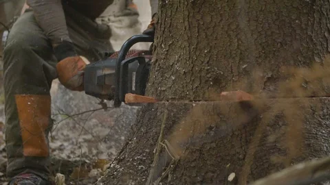 A logger is cutting down a spruce tree Stock Footage 92889328