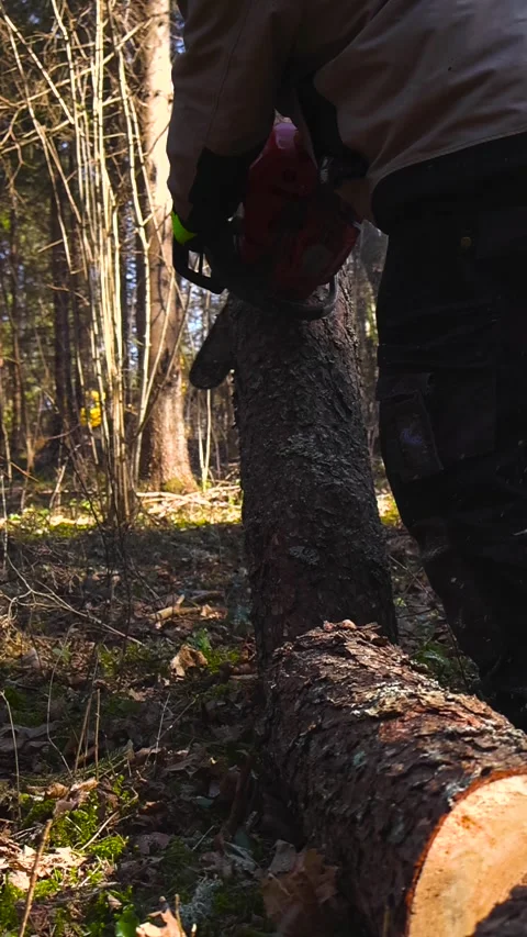 Logger Cutting a Pine Tree with a Chainsaw in the Forest Stock Footage 332202476