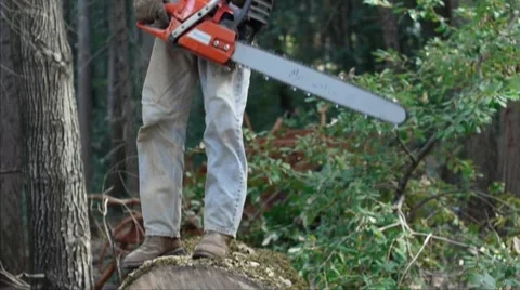 Logger cutting round from large oak tree Stock Footage 8959921