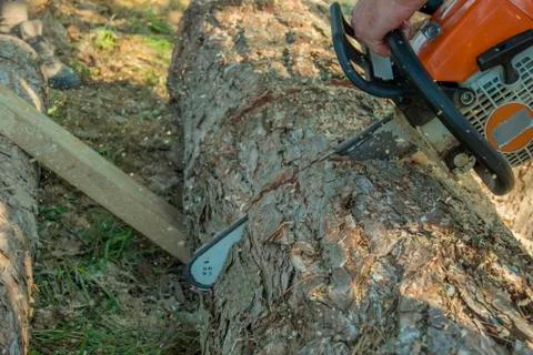 Logger cutting a tree trunk with a chainsaw. 库存照片