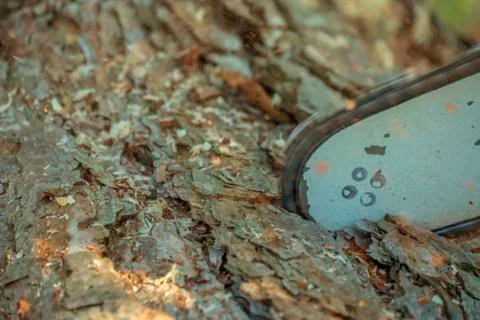 Logger cutting a tree trunk with a chainsaw. Stock Photos