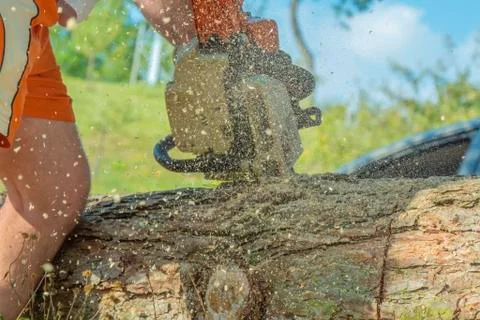 Logger cutting a tree trunk with a chainsaw. Stock Photos