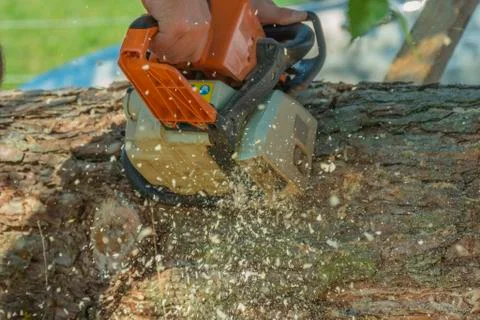 Logger cutting a tree trunk with a chainsaw. Stock Photos