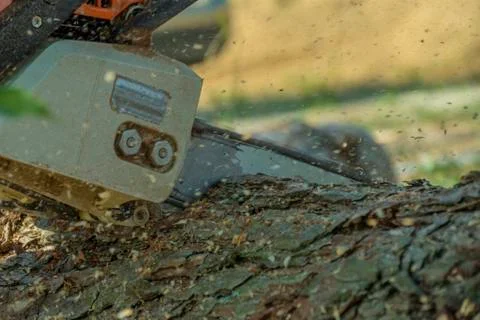 Logger cutting a tree trunk with a chainsaw. Stock Photos
