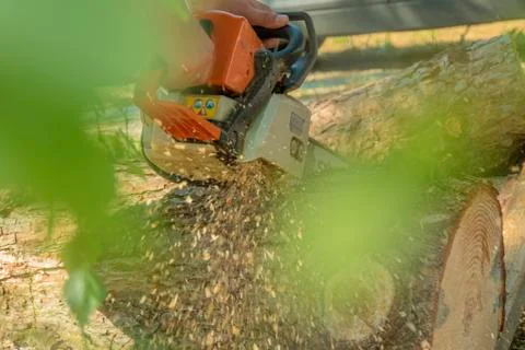 Logger cutting a tree trunk with a chainsaw. Stock Photos