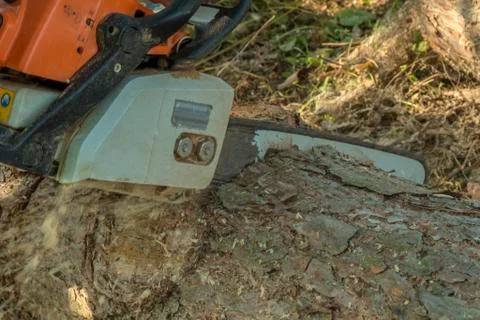 Logger cutting a tree trunk with a chainsaw. Stock Photos