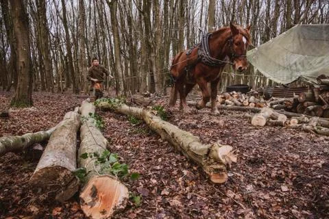 Logger driving work horse pulling a log forest. 스톡 사진