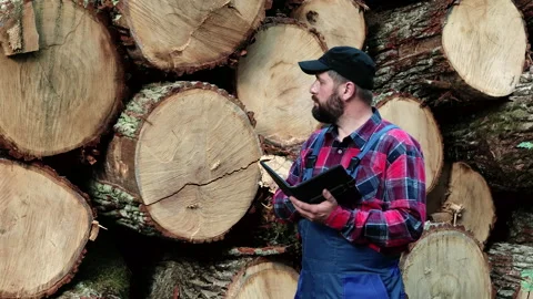 A logger engineer works on a tablet against the background of felled logs, a Stock Footage 135113064