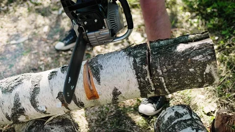 A logger gets to work, starts the chainsaw engine and starts sawing a trunk. Stock Footage 148230261