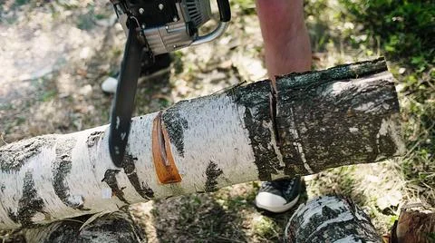 A logger gets to work, starts the chainsaw engine and starts sawing a trunk. Stock Photos
