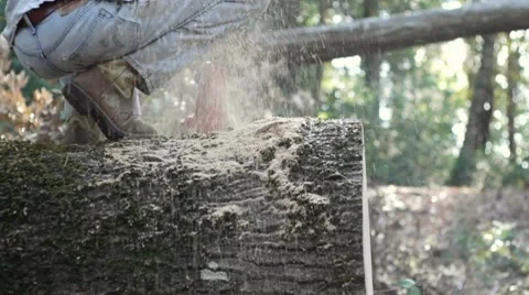 Logger sawing tree Stock Footage 8960014