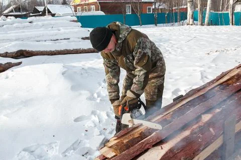 A logger saws a tree in the forest in winter, in Russia for firewood Stock Photos