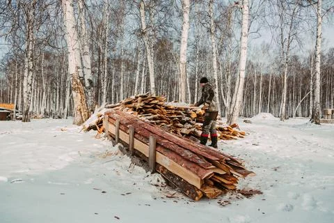 A logger saws a tree in the forest in winter, in Russia for firewood Stock Photos