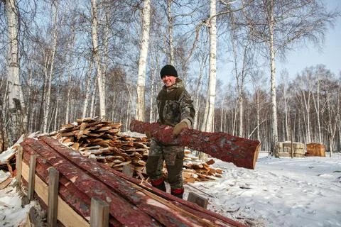 A logger saws a tree in the forest in winter, in Russia for firewood Stock Photos