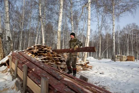 A logger saws a tree in the forest in winter, in Russia for firewood Stock Photos