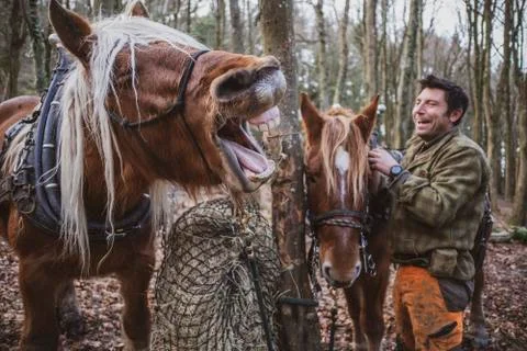 Logger standing in a forest camp with two of his work horses, laughing while one 스톡 사진