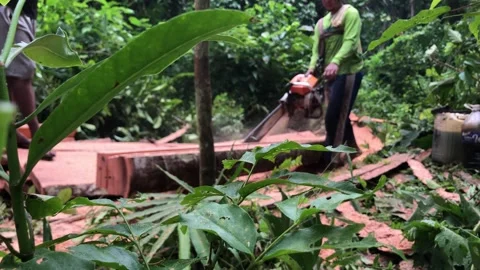 Logger is using a chainsaw to slice a mature coconut tree Stock Footage 317232963
