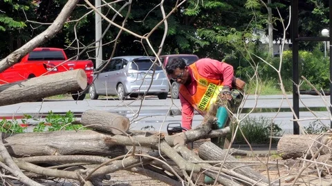 Logger worker sawing mummified tree Stock Footage 79734540