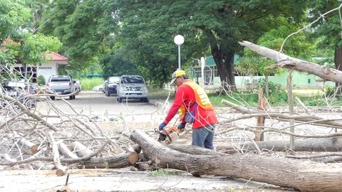 Logger worker sawing mummified tree. Vídeos de archivo 79773506