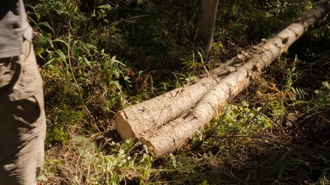 Logger wrapping a chain around a tree Video stock 94472936