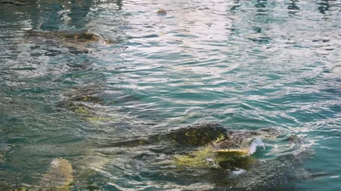 Loggerhead and Green Sea Turtles Feeding at Surface Vidéo 346335639