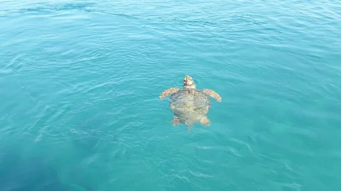 The loggerhead caretta turtle emerges to take a breath Video stock 115576895