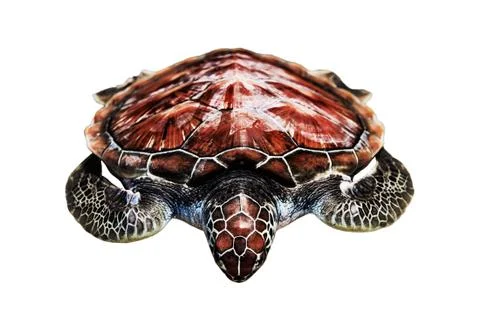 Loggerhead the loggerhead sea turtle rests isolated on white background Stock Photos