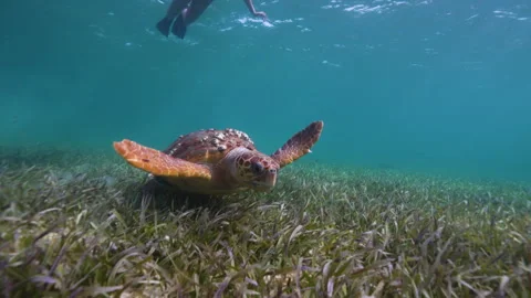 Loggerhead Sea Turtle with Barnacles on Ocean Floor Underwater 스톡 동영상 300273089