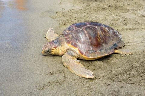 Loggerhead Sea Turtle on the beach Stock Photos