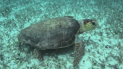Loggerhead Sea Turtle Belize 库存影片 2871033