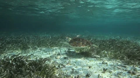 Loggerhead Sea Turtle Breathing Stock-Footage 2870485