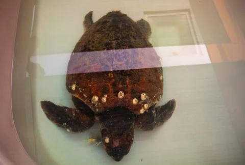 The loggerhead sea turtle in care Foto stock