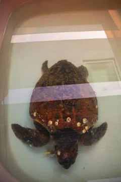 The loggerhead sea turtle in care Stock Photos