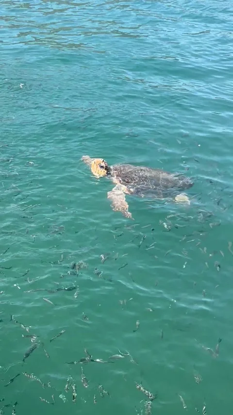 The loggerhead sea turtle, caretta caretta swimming in the sea Video stock 337138907