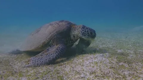 Loggerhead sea turtle Caretta Vidéo 345806139
