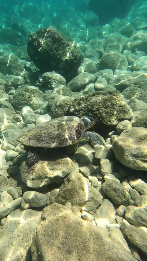 Loggerhead Sea Turtle in Clear Waters of Platys Gialos Kefalonia Greece Stock Footage 337795555
