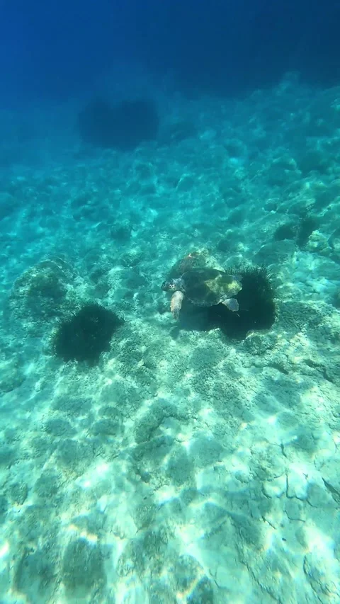 Loggerhead Sea Turtle in Clear Waters of Antisamos Beach Greece Stock Footage 339032361