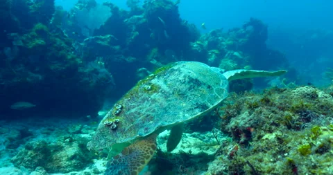 Loggerhead sea turtle up close and personal in Cancun Mexico. Stock Footage 238890042