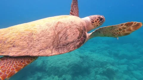 Loggerhead Sea Turtle Up Close Underwater | Kefalonia Island, Greece Stock Footage 327779299