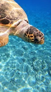 Loggerhead Sea Turtle Close Up Underwater | Kefalonia Island, Greece Stock Photos