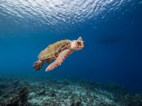 Loggerhead Sea Turtle in coral reef of Caribbean Sea around Curacao Foto stock