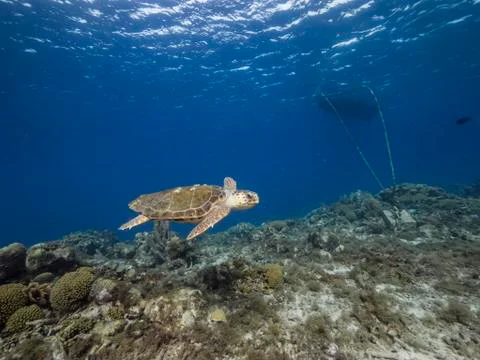 Loggerhead Sea Turtle in coral reef of Caribbean Sea around Curacao Foto stock
