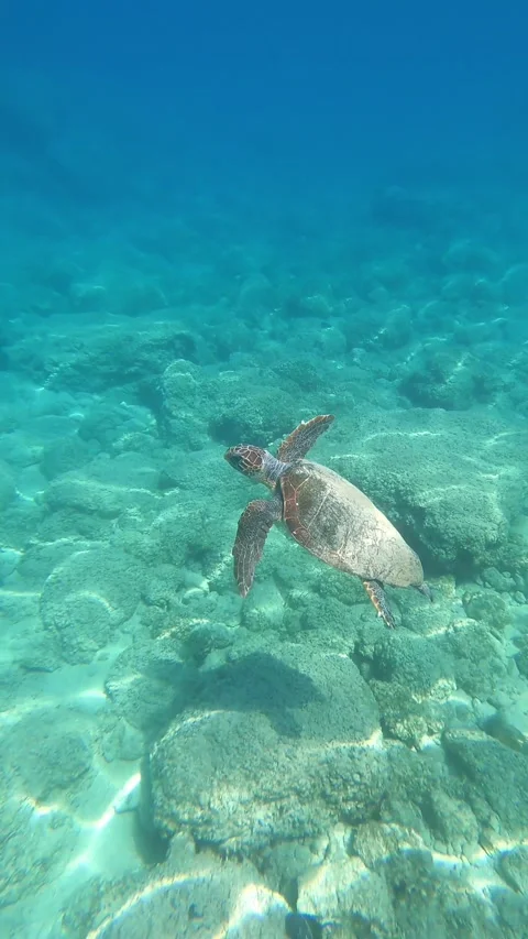 Loggerhead Sea Turtle Cruising at Platys Gialos Beach Kefalonia Greece Stock Footage 337795213