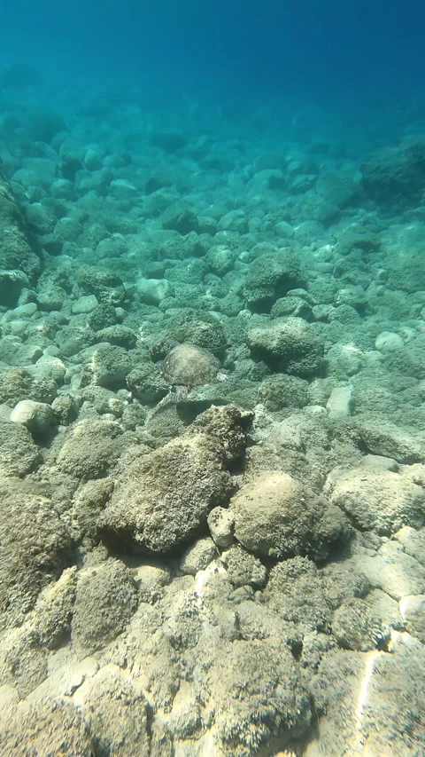 Loggerhead Sea Turtle Cruising Through Mediterranean Waters of Kefalonia Stock Footage 337826076