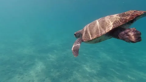 A loggerhead sea turtle descends into the open sea Stock Footage 238774369