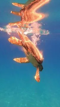 Loggerhead Sea Turtle Diving In Vouti Beach | Kefalonia Island, Greece Stock Photos